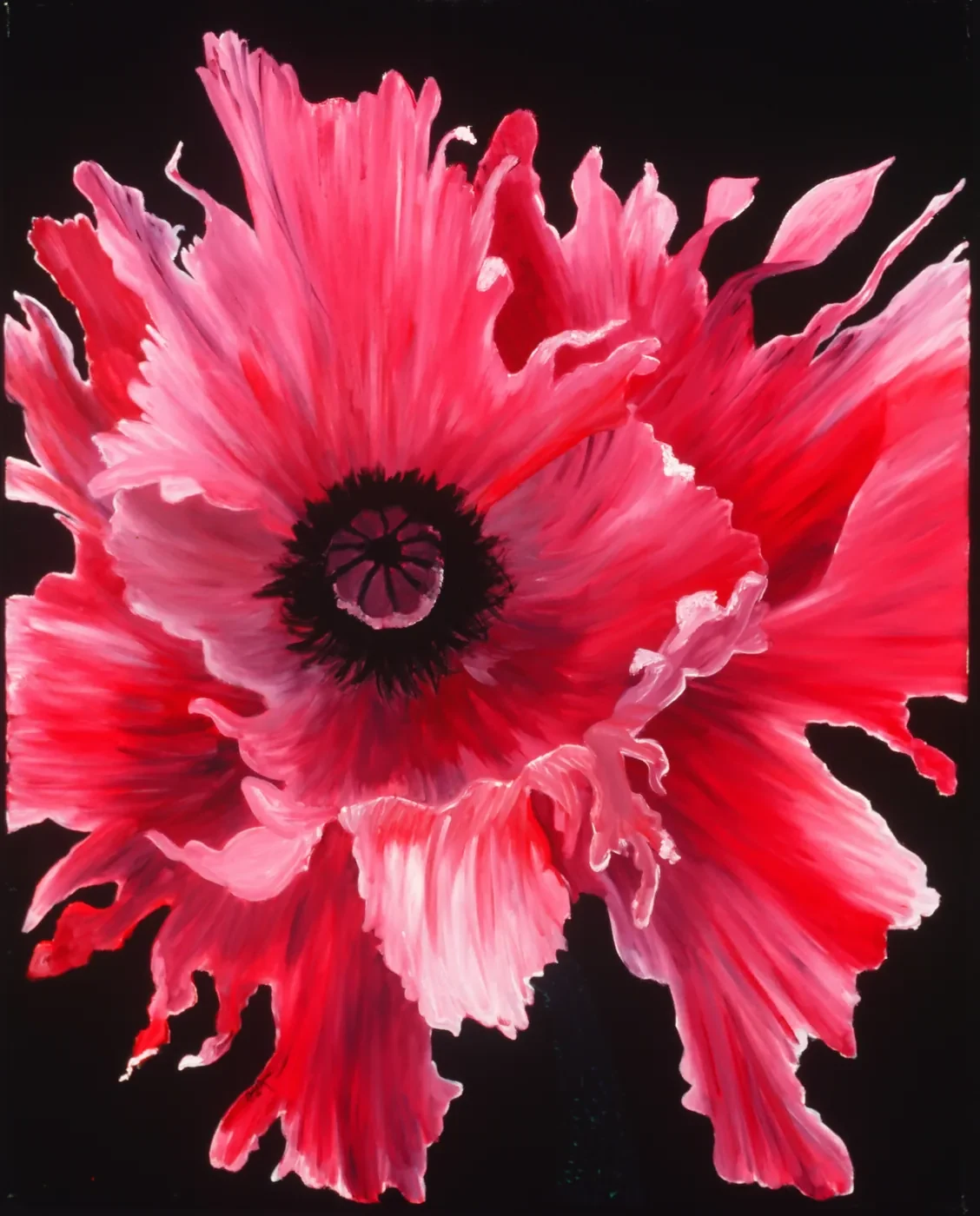 Painting of a red poppy on a black ground by Amy D'Orazi